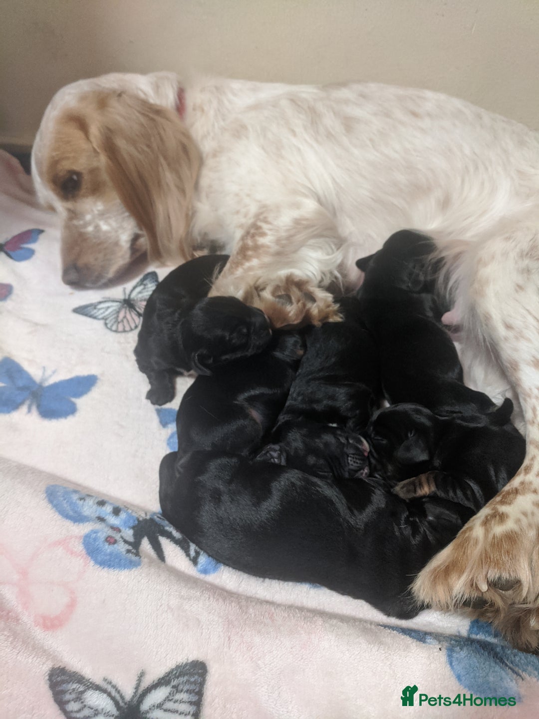Cocker Spaniel dogs for sale: 6 beautiful working cocker spaniels  - Image 20