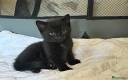 Mixed Breed cats for sale: Kittens for sale  - Image 6