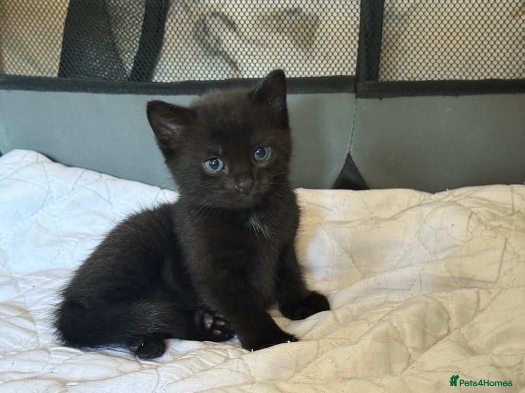 Mixed Breed cats for sale: Kittens for sale  - Image 6
