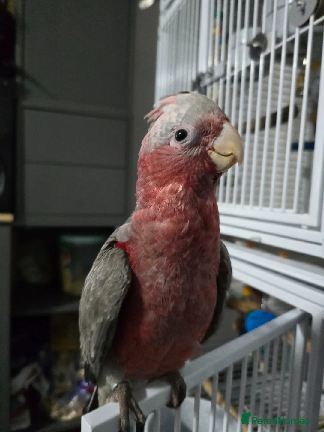 Parrots birds for sale: Galah Cockatoo Hand Reared  - Advert 2