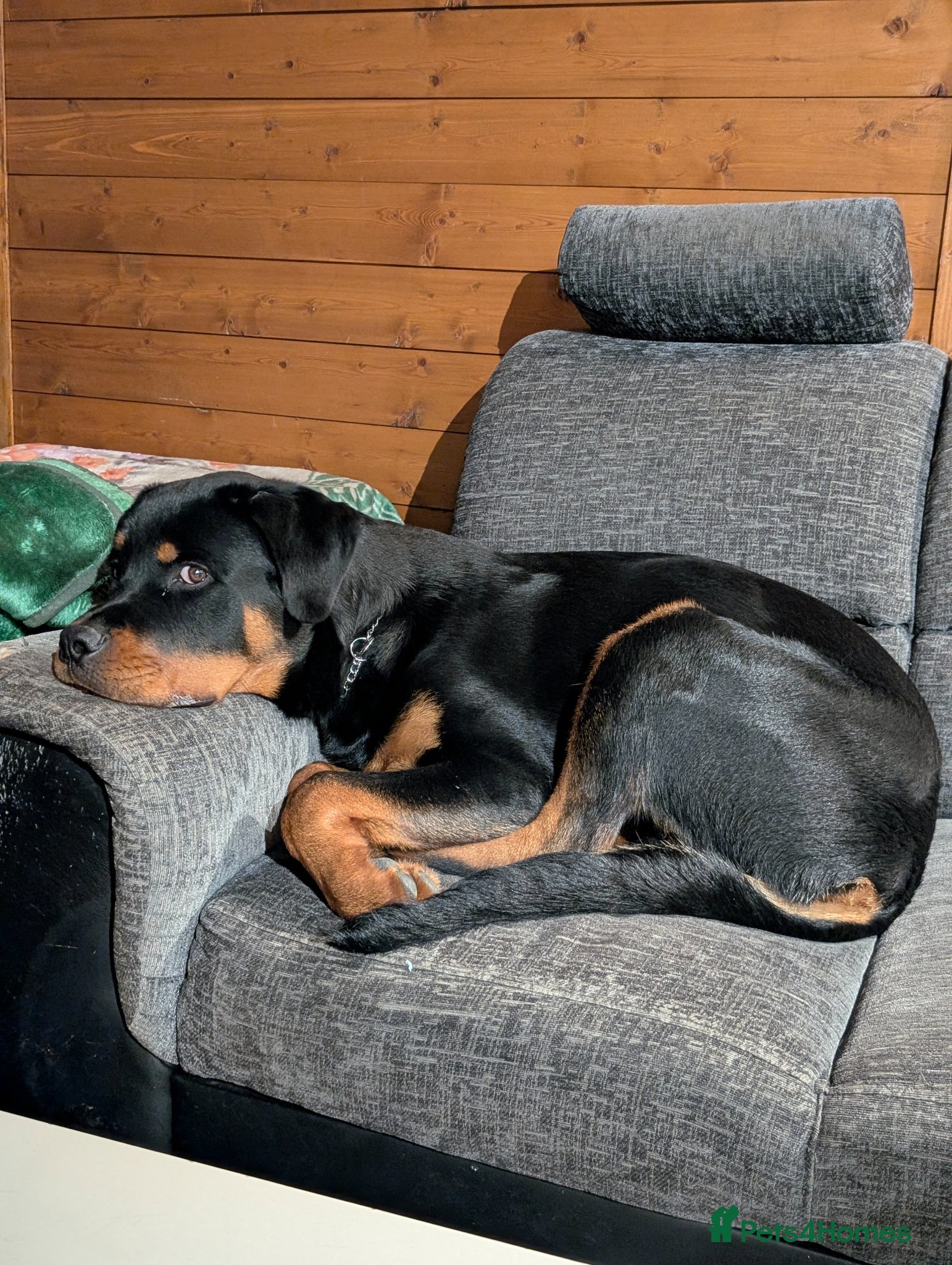 Rottweiler dogs 8 months old rottweiler male - Advert 2