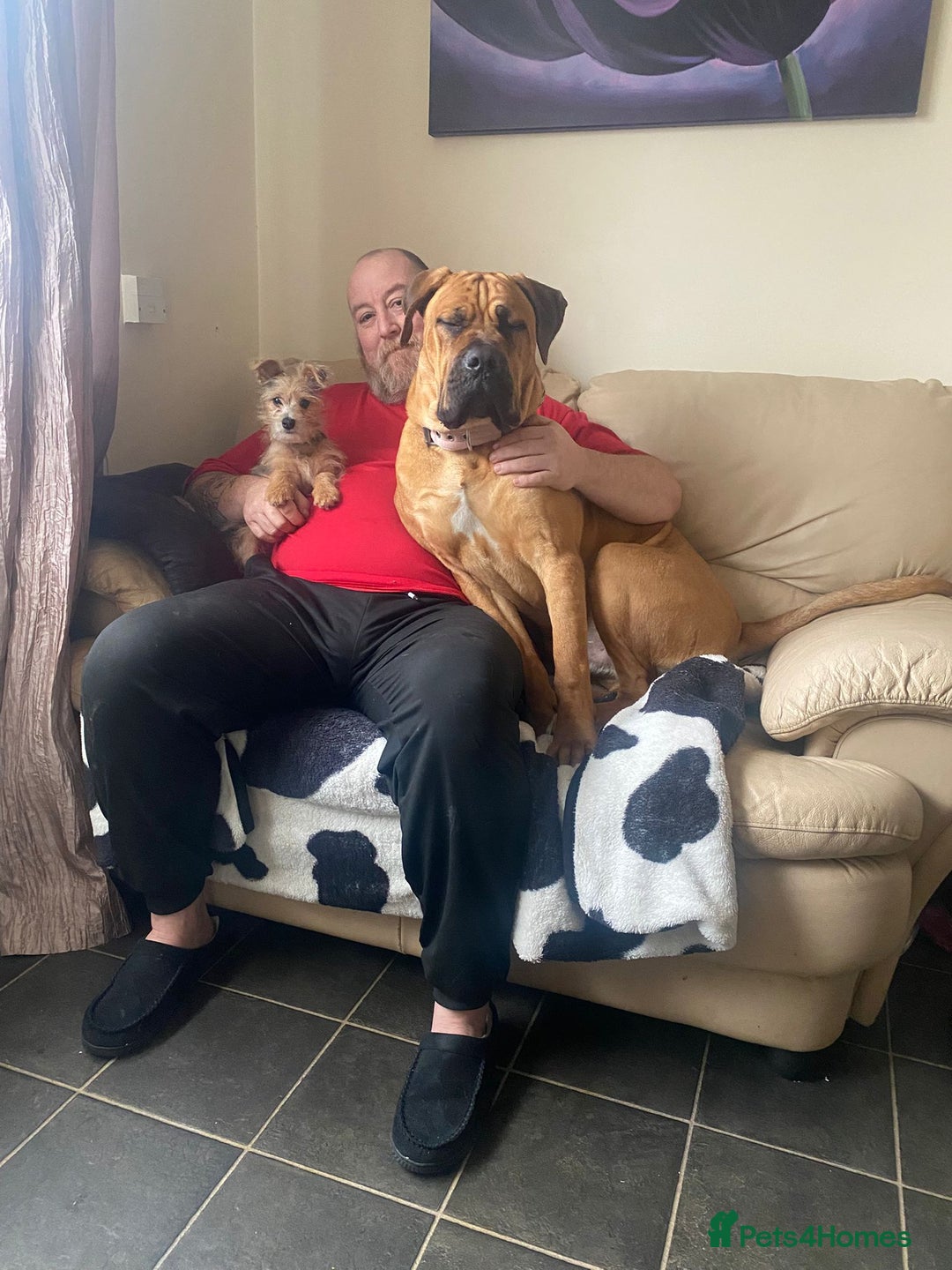 Cane Corso dogs for sale: 8 months old male cane corso  - Advert 3