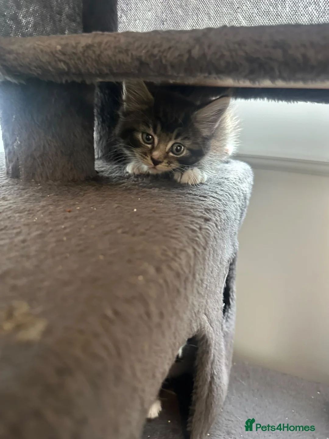 Mixed Breed cats for sale: 🐾 **Adorable Kittens 🐾 - Advert 2