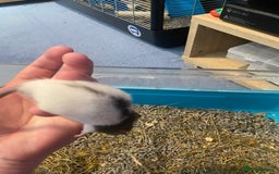 Rat rodents for sale: Rat pups  - Image 6