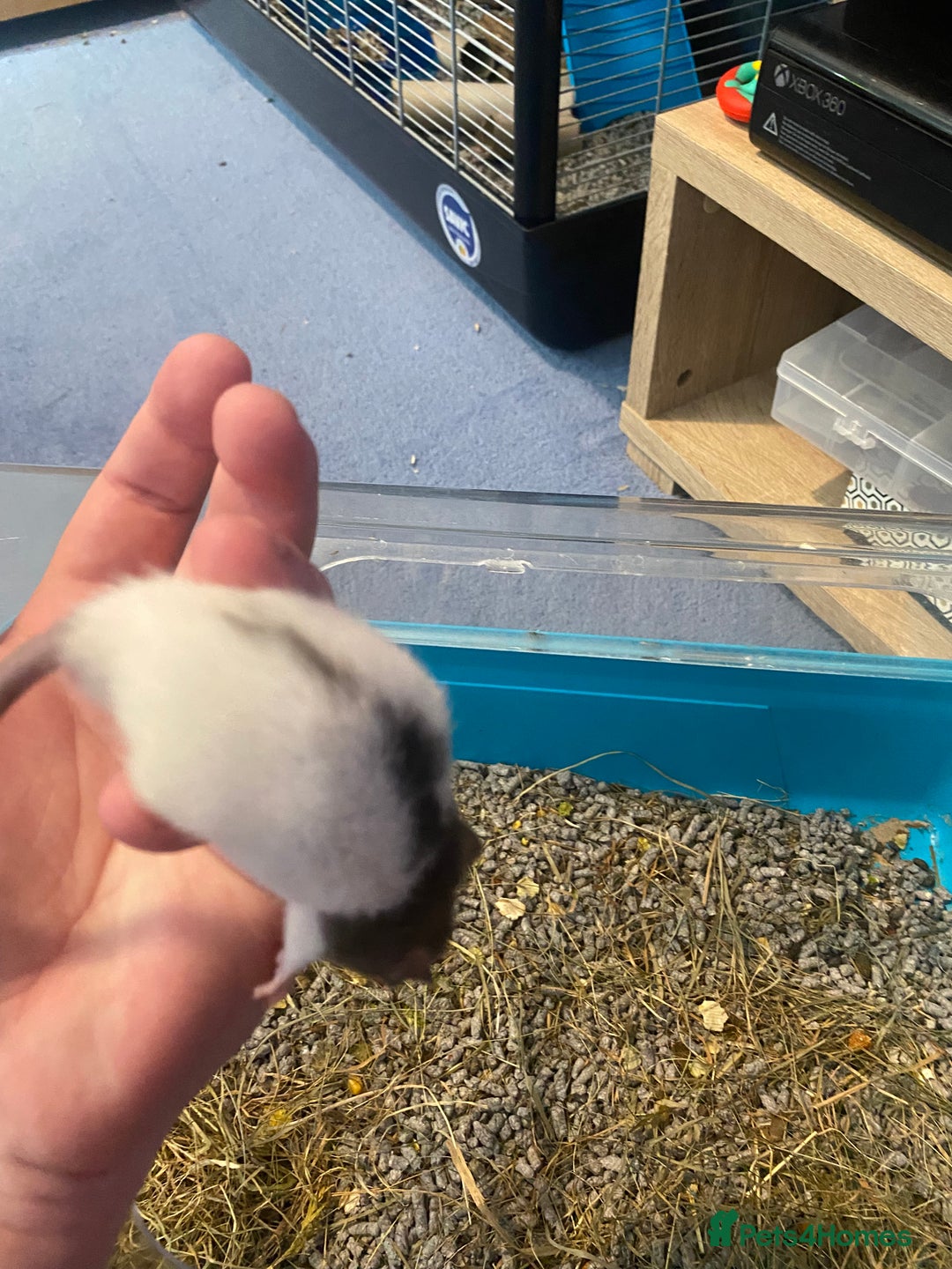Rat rodents for sale: Rat pups  - Image 6