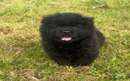 Chow Chow dogs for sale: Exotic colour chowsky puppies for sale  - Image 12