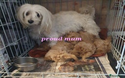 Maltipoo dogs for sale: F1 toy multipoo puppies - Image 2