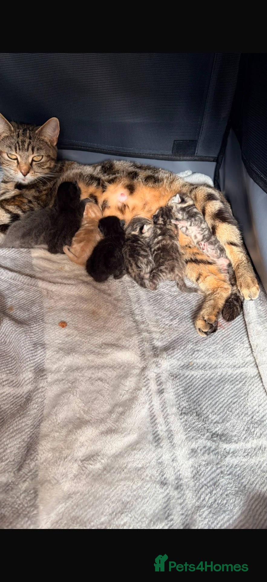 Scottish Fold cats for sale: Scottish fold x bengal - Advert 2