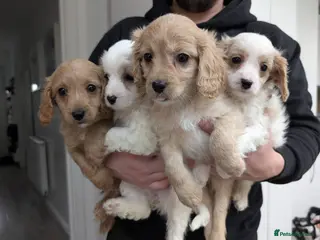 Cavapoo dogs Cavapoo F1 puppies Manchester - Advert 2