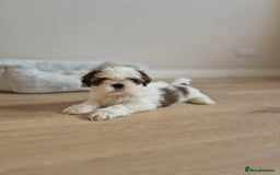 Shih Tzu dogs for sale: Shihtzu  - Image 19