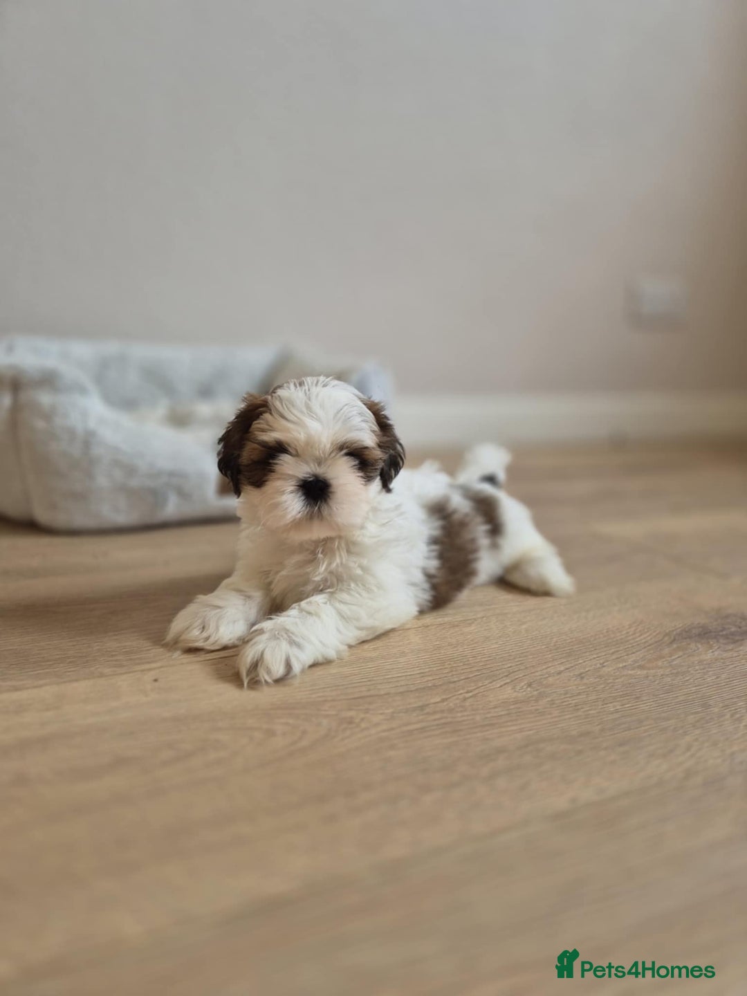 Shih Tzu dogs for sale: Shihtzu  - Image 19