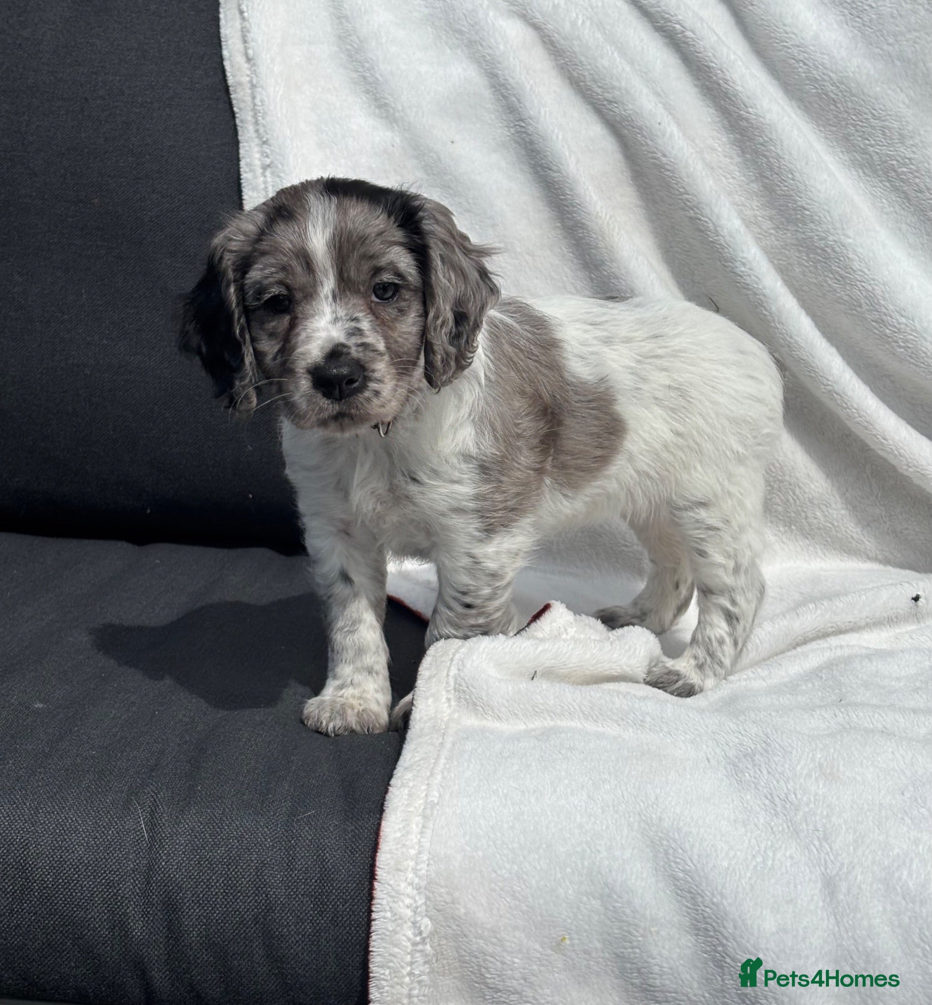 Mixed Breed dogs Ready now ❤️ 2 girls left ❤️  - Advert 1