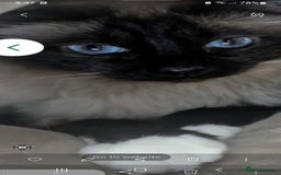 Birman cats for sale: Beautiful bonded cats, Birman and ragdoll females - Image 5