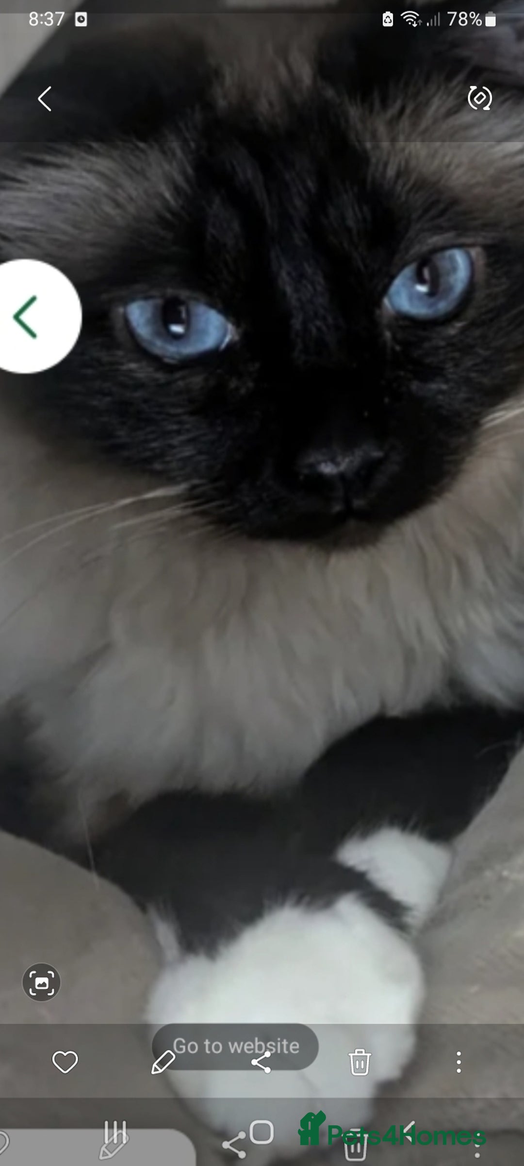 Birman cats for sale: Beautiful bonded cats, Birman and ragdoll females - Image 5