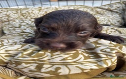Cocker Spaniel dogs for sale: One male, four girl cocker spaniels - Image 6