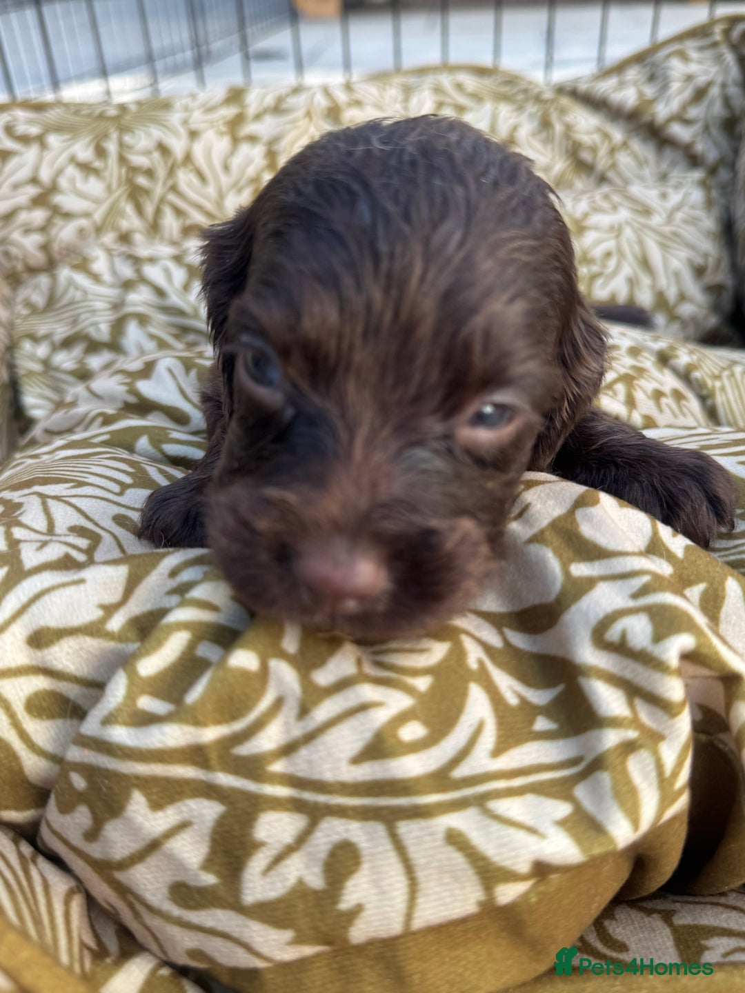 Cocker Spaniel dogs for sale: One male, four girl cocker spaniels - Image 6