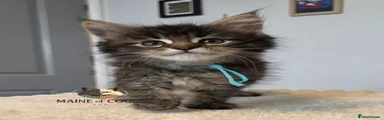 Maine Coon 8