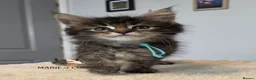 Maine Coon cats for sale: Maine coon kittens - Advert 21