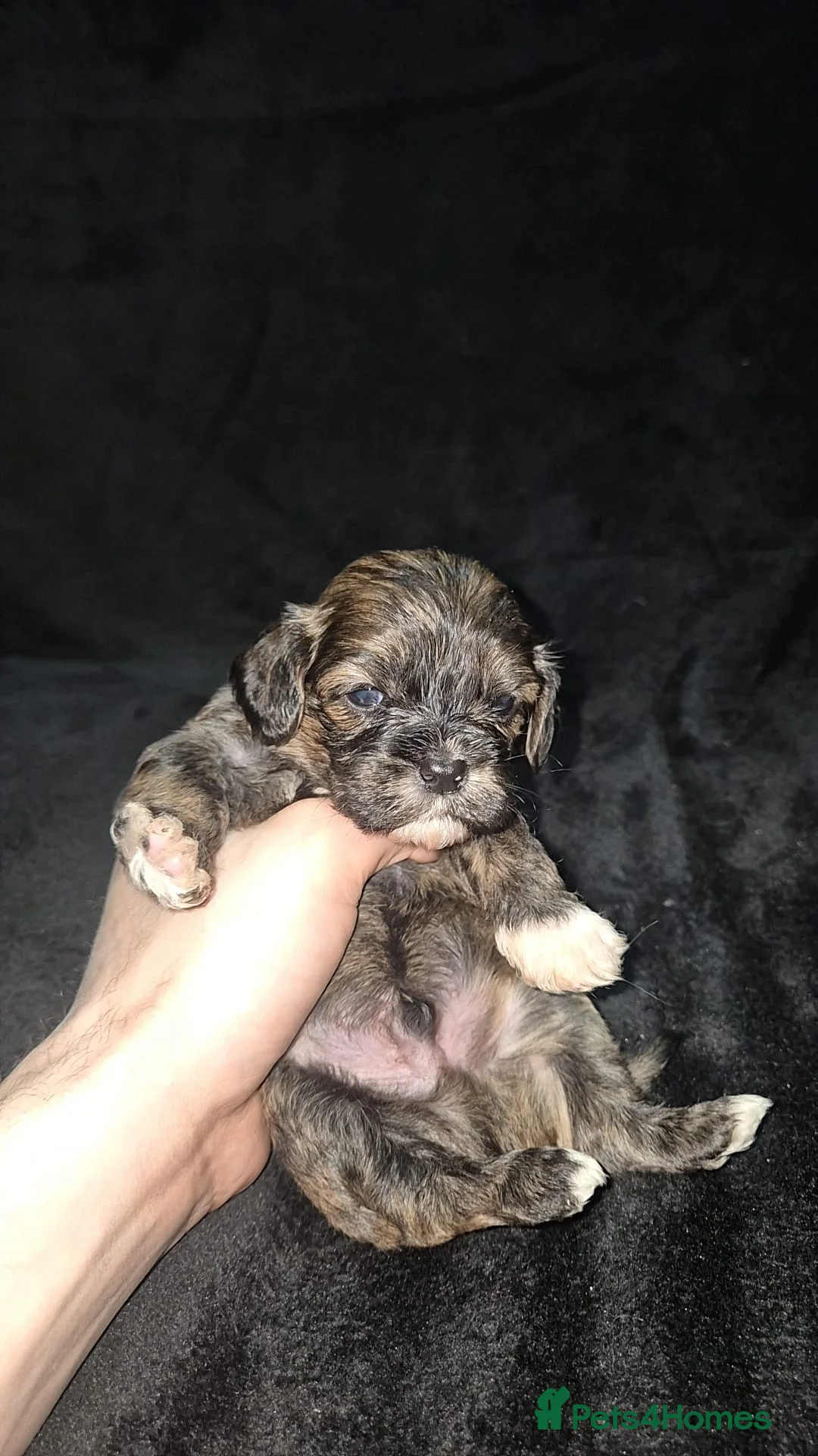 Cava Tzu dogs for sale: Cava-Tzu pups - Advert 23