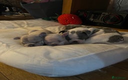 French Bulldog dogs for sale: Gorgeous pied and merle french bulldog puppies🩷💙 - Image 13