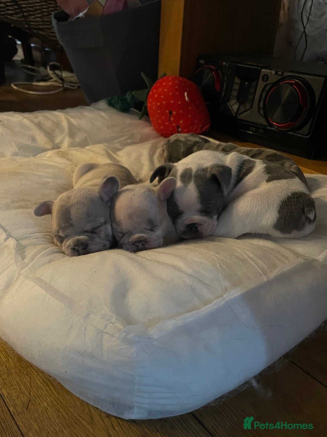 French Bulldog dogs for sale: Gorgeous pied and merle french bulldog puppies🩷💙 - Image 13