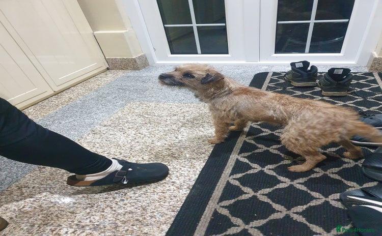 Border Terrier dogs 3yr old Female Border Terrier  - Advert 1