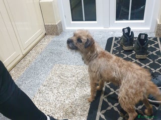 Border Terrier dogs 3yr old Female Border Terrier - Advert 5