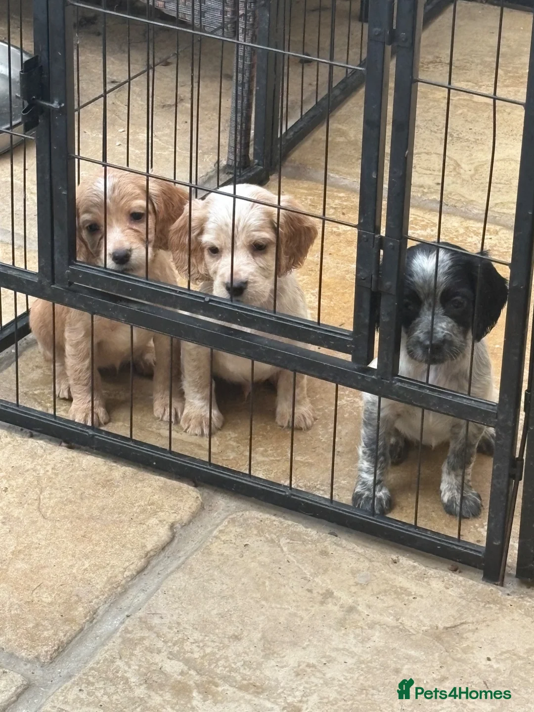 Cocker Spaniel dogs for sale: Beautiful litter of Working Cocker Spaniels - Advert 2