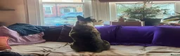 Mixed Breed dogs for adoption: Cisco - low energy cuddle bug!  in London - Advert 8