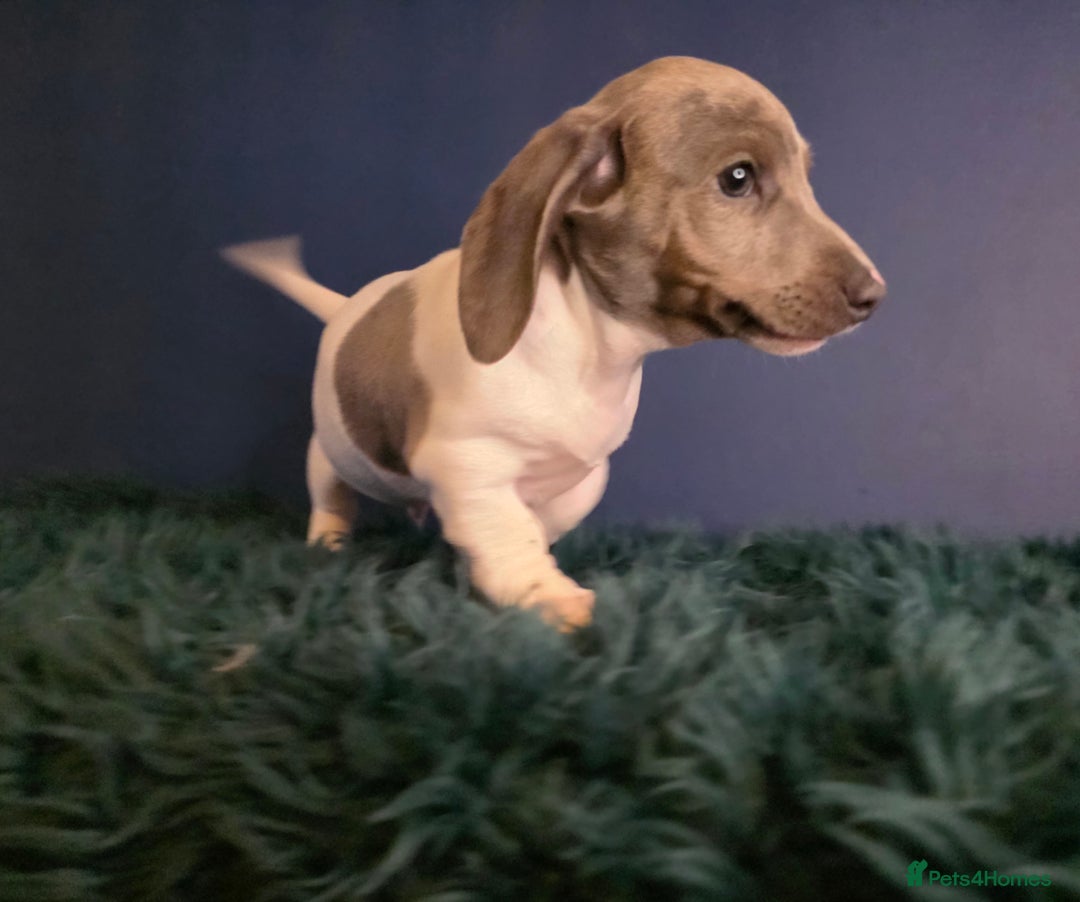 Dachshund dogs for sale: KC Registered Shorthaired dachshunds  - Advert 26