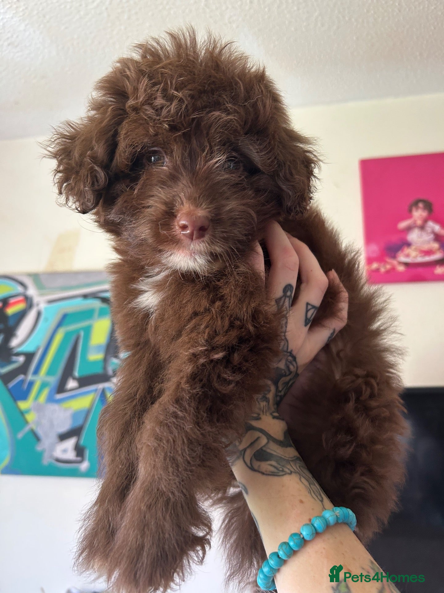 Mixed Breed dogs Cavapoo cross pomsky  - Advert 1
