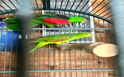 Parakeets birds for sale: Crimson wing parakeets  - Image 3