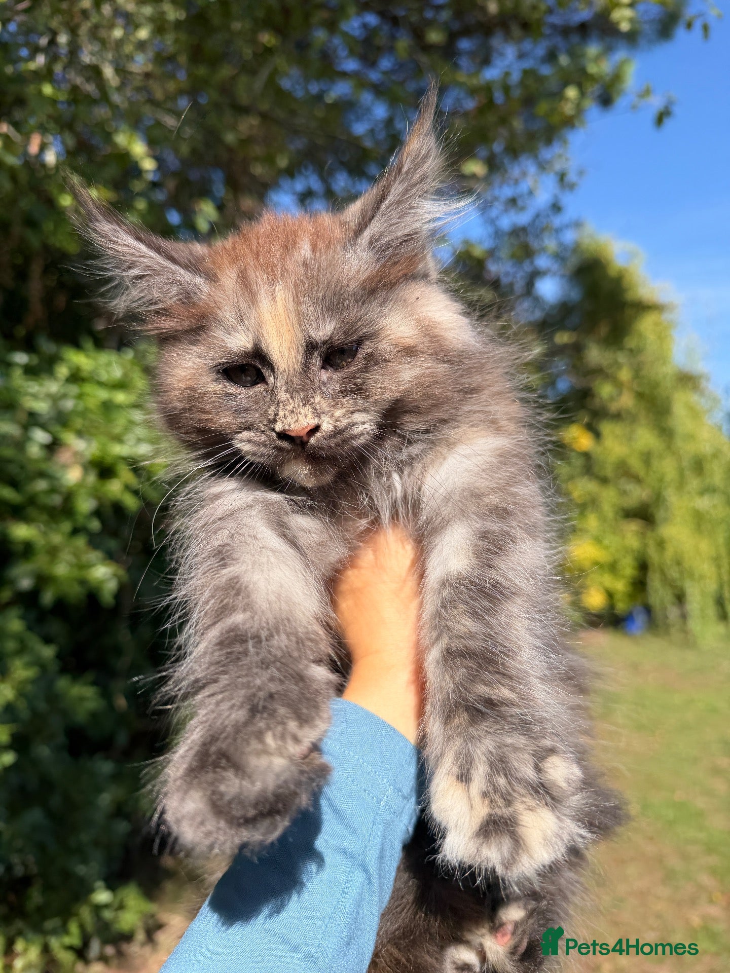 Maine Coon cats TICA Registered Pedigree Maine Coon Kittens - Advert 2