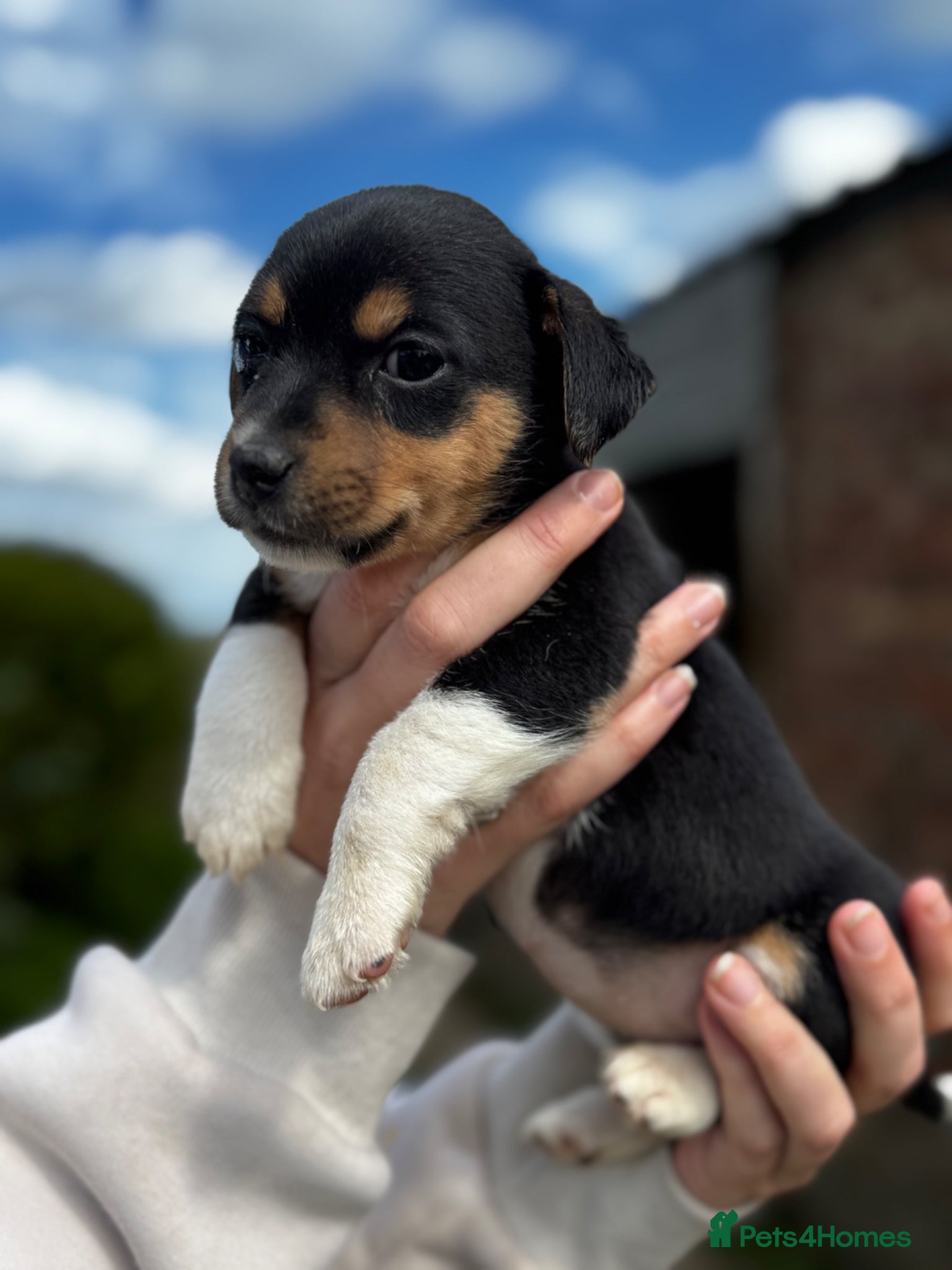 Jack Russell dogs ⭐️ mini Jack Russel puppies ⭐️ - Advert 2