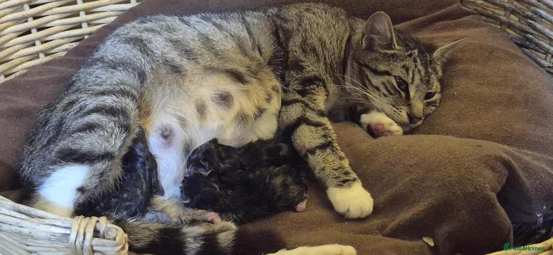 Mixed Breed cats for sale: Perfect friendly cat companion Tabby female in Haywards Heath - Advert 2
