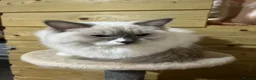 Ragdoll cats for sale: 2 young Tica male ragdoll kittens  - Advert 17