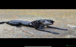 Cocker Spaniel dogs for stud: KC registered Cocker Spaniel Striker for stud - Image 19