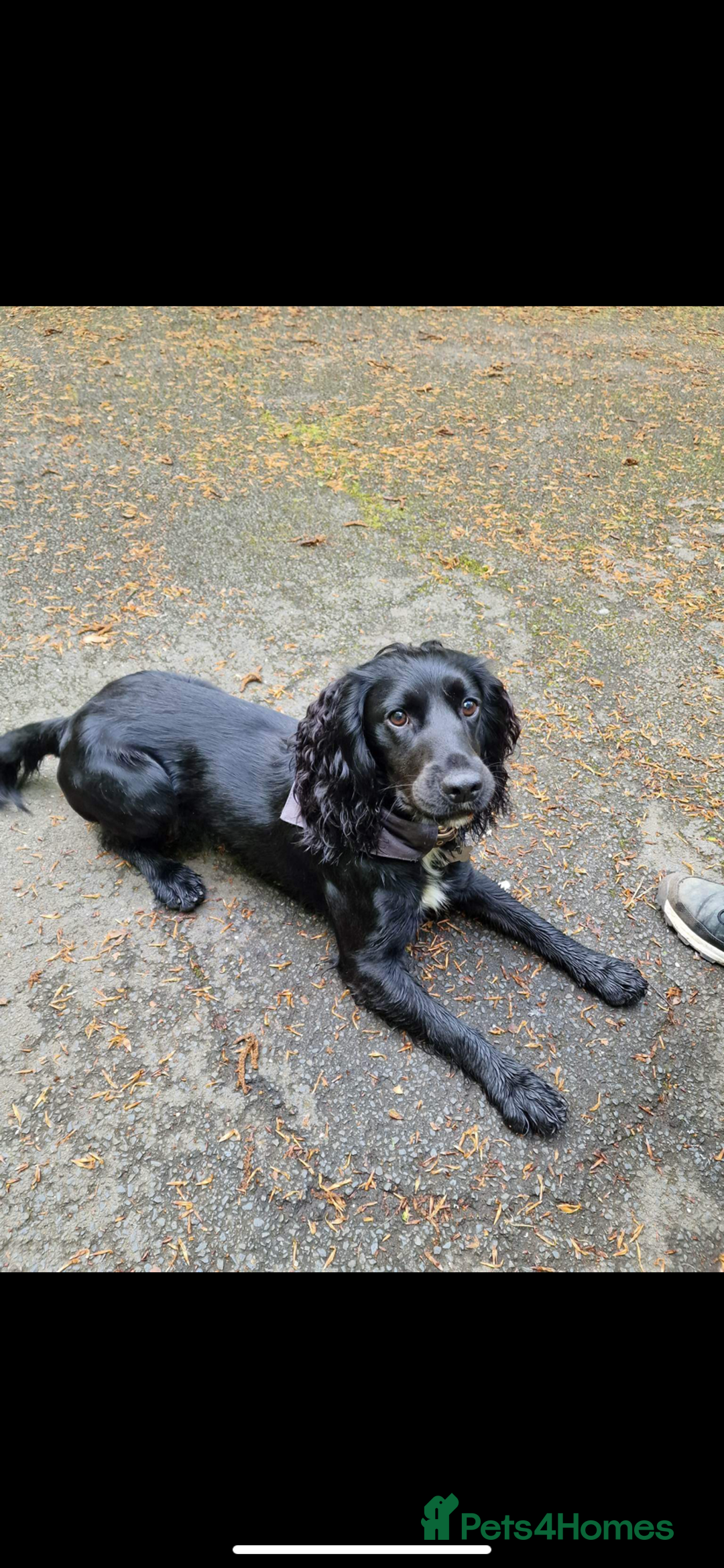 Cocker Spaniel dogs for stud: KC registered Cocker Spaniel Striker for stud - Image 19