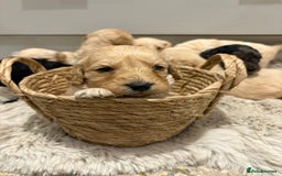 Labradoodle dogs for sale: Miniature Labradoodle Pups - Image 19