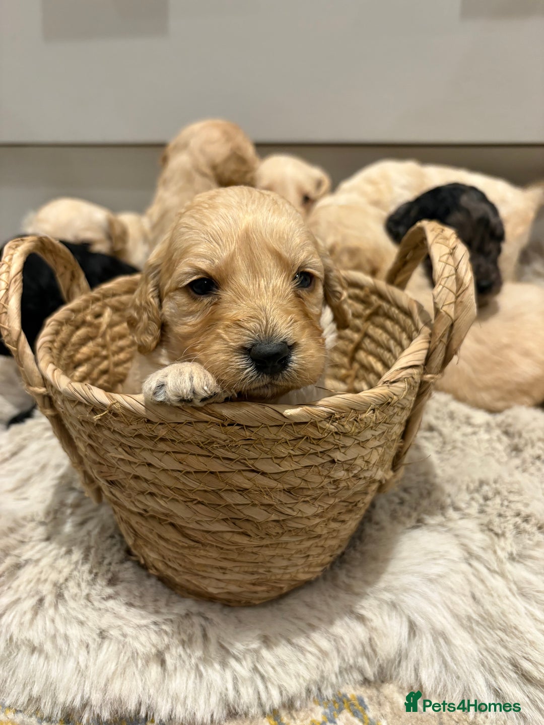 Labradoodle dogs for sale: Miniature Labradoodle Pups - Image 19