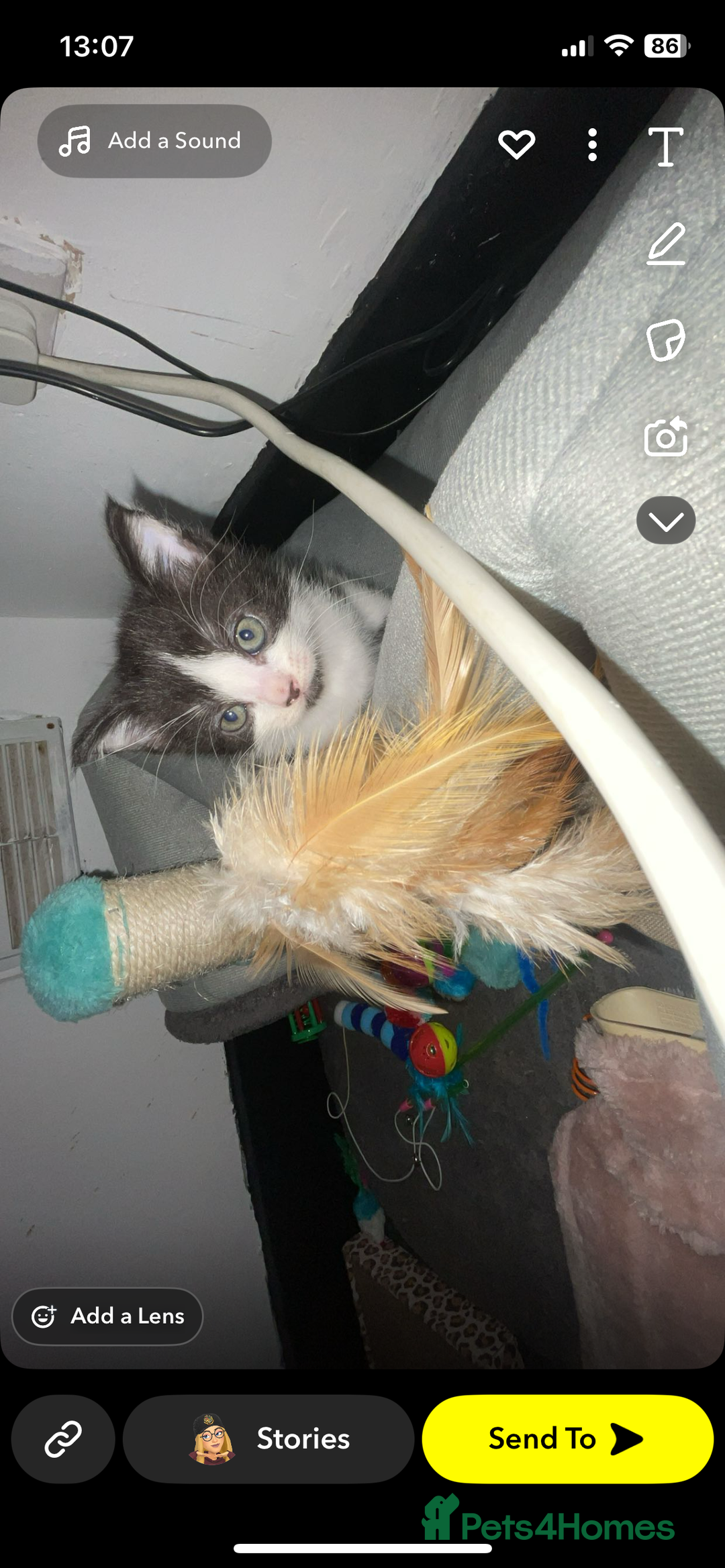 Mixed Breed cats for sale: female kitten  - Image 2