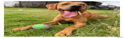 Labrador Retriever dogs for stud: Proven KC Fully Health Tested Fox Red Labrador in Carlisle - Advert 7