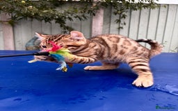 Keetso cats for sale: Rare curled eared rosetted keetso male  - Advert 10