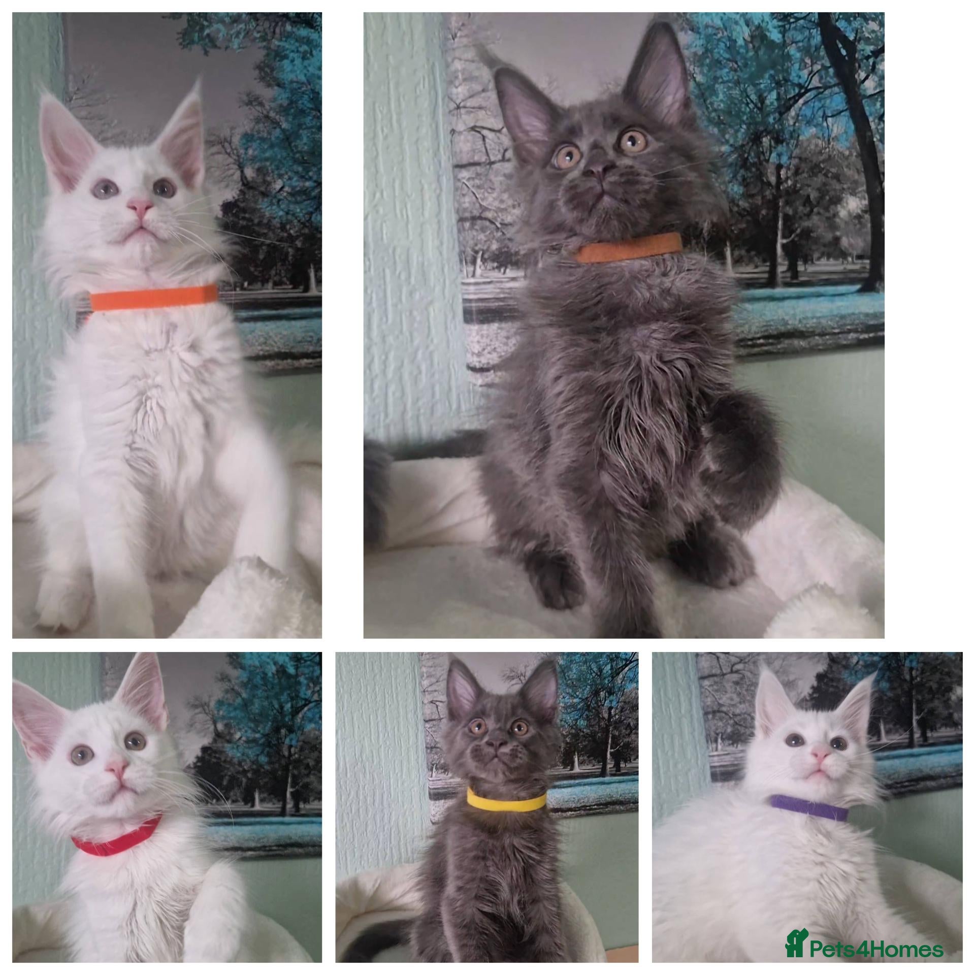 Maine Coon cats TICA REGISTERED MAINE COON KITTENS - Advert 13