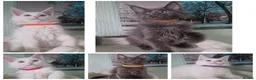 Maine Coon cats for sale: TICA REGISTERED MAINE COON KITTENS - Advert 1