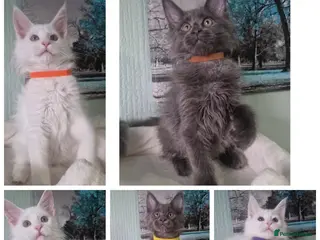 Maine Coon cats TICA REGISTERED MAINE COON KITTENS - Advert 5