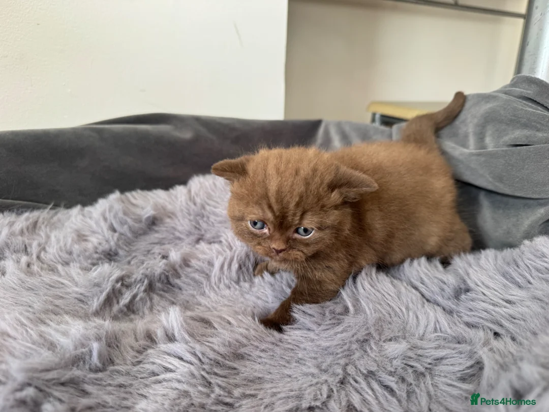 British Shorthair cats for sale: British shorthair kittens  - Advert 2