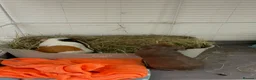 Guinea Pig rodents for sale: Skinny pigs and crested boars for sale (bonded) in Hereford - Advert 2