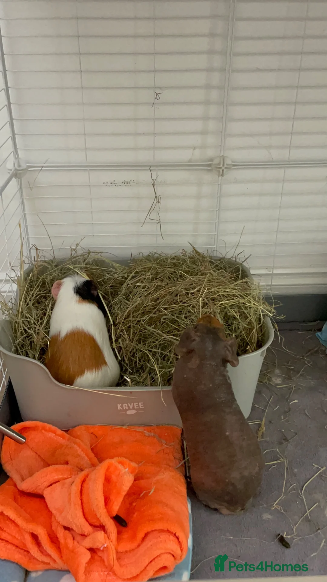 Guinea Pig rodents for sale: Skinny pigs and crested boars for sale (bonded) in Hereford - Advert 2