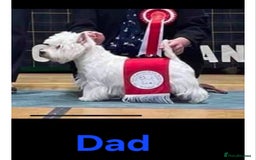 West Highland Terrier dogs for sale: West Highland Terrier's, Good pedigree  - Image 6